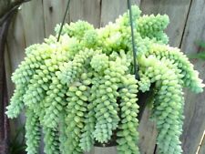 Sedum burrito sedum d'occasion  Cagnes-sur-Mer