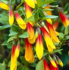Jacobinia pauciflora brazilian for sale  UK