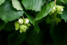 Semi nocciola corylus usato  Spedire a Italy