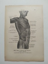 Stampa anatomica medica usato  San Martino Dall Argine