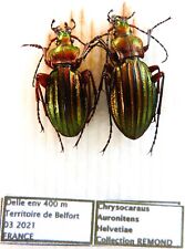 Carabus chrysocarabus auronite d'occasion  Le Havre-