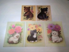 Cat kitty kittens for sale  Lubbock