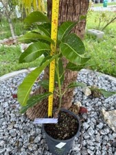 Old grafted sweet for sale  Cape Coral