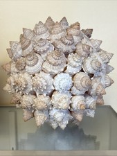 Vintage sea shell for sale  Braidwood