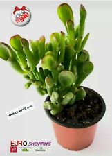 Crassula ovata hobbit usato  Roma