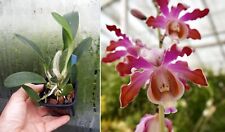 Schomburgkia tibicinis orchid� d'occasion  Fumel