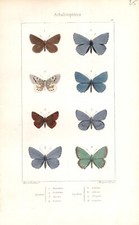 Farfalle lycaena stampa usato  Napoli