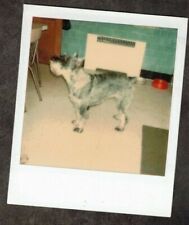 Fotografia Polaroid antiga vintage cachorro fofo em pé na cozinha comprar usado  Enviando para Brazil