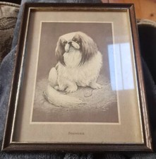 Pekinese dog print for sale  NEWTON STEWART