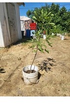 White adriatic fig for sale  Selma