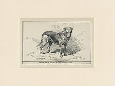 Smooth collie rare for sale Smooth collie rare for sale  COLEFORD