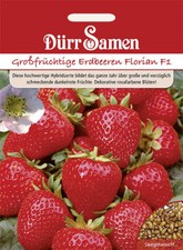 Erdbeeren florian saatgut gebraucht kaufen  Pulheim