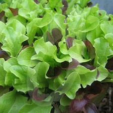 Lettuce mixed baby for sale  NOTTINGHAM