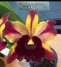 Rlc. toshie aoki for sale  SHREWSBURY