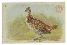 Prairie chicken arm for sale  Wasilla