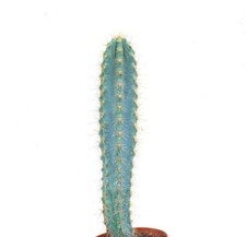 Pilosocereus azureus y78 usato  Napoli