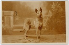 belgian shepherd for sale belgian shepherd for sale Alameda