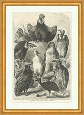 Geier zoolog garten gebraucht kaufen  Grabenstätt