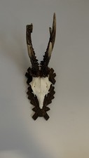 Nice real abnormal for sale  DEREHAM