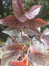Begonia maurice amey for sale  Homosassa