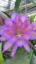 Big plant epiphyllum for sale  San Jose