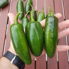 100 mammoth jalapeno for sale  Salem