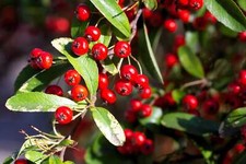 Red chokeberry aronia for sale  Massillon