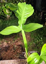 Philodendron applanatum plant for sale  Hollywood