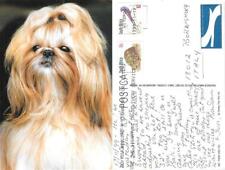 Cane shih tzu. usato  Diano San Pietro