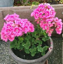 Graines geranium 2 d'occasion  Lingolsheim