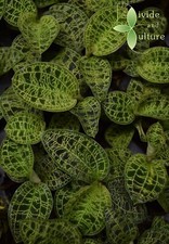 Macodes petola lightning for sale  Olmsted Falls