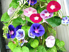 Semi morning glory usato  Tuglie