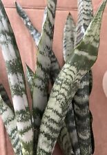 Snake plant cutting for sale  Altamonte Springs