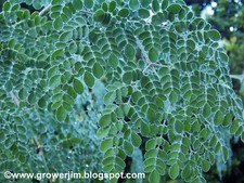 100 moringa oleifera for sale  Apopka