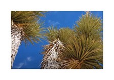 Piante giardino yucca usato  Spedire a Italy