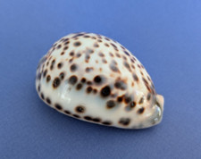 Cypraea tigris blanche d'occasion  Nice-