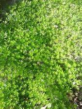 Waldmeister pflanzen meinem gebraucht kaufen  Adorf