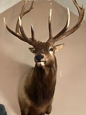 Huge point elk for sale  Huntington