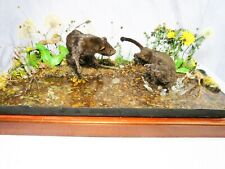 Mink taxidermy display for sale Mink taxidermy display for sale  TREDEGAR