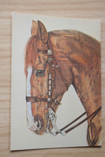 Pferd postkarte horse gebraucht kaufen  Berlin