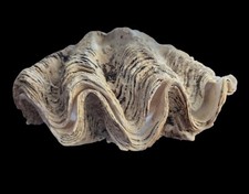 Huge giant tridacna for sale  Weyauwega