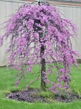 20 sementes WEEPING COVEY LAVANDA TWIST REDBUD - Cersis canadensis comprar usado  Enviando para Brazil
