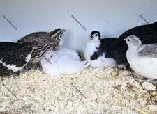 Quail eggs coturnix for sale  UK