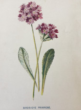 C1902 botanical print for sale  TORRINGTON