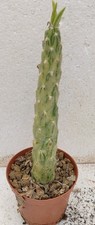 Opuntia subulata variegated usato  Brindisi