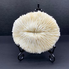 184g natural white d'occasion  Expédié en Belgium
