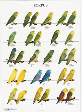 Van keulen poster usato  Spedire a Italy
