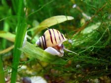 Lumaca lumache acquario usato  Chieti