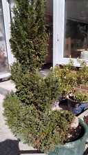 Spiral fir tree for sale  HATFIELD