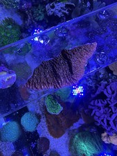 Red plating montipora for sale  CLEATOR MOOR